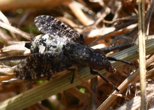 Réf. 303 720 : Platystoma lugubre
